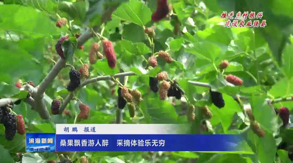 【推進(jìn)鄉(xiāng)村振興建設(shè)農(nóng)業(yè)強(qiáng)縣】桑果飄香游人醉