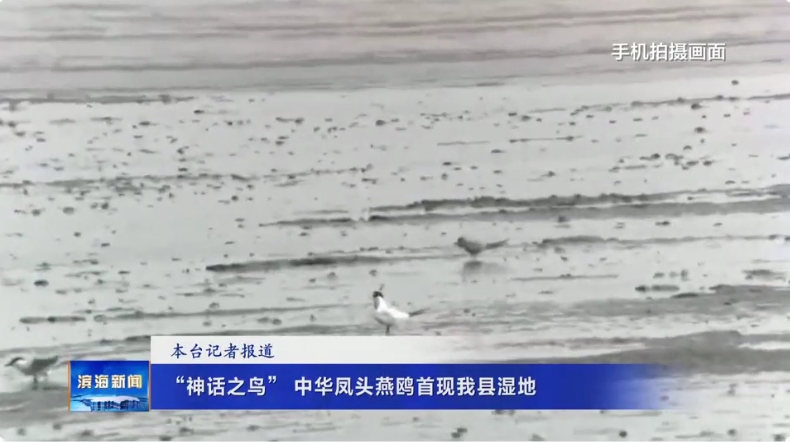 “神話之鳥”中華鳳頭燕鷗首現(xiàn)我縣濕地