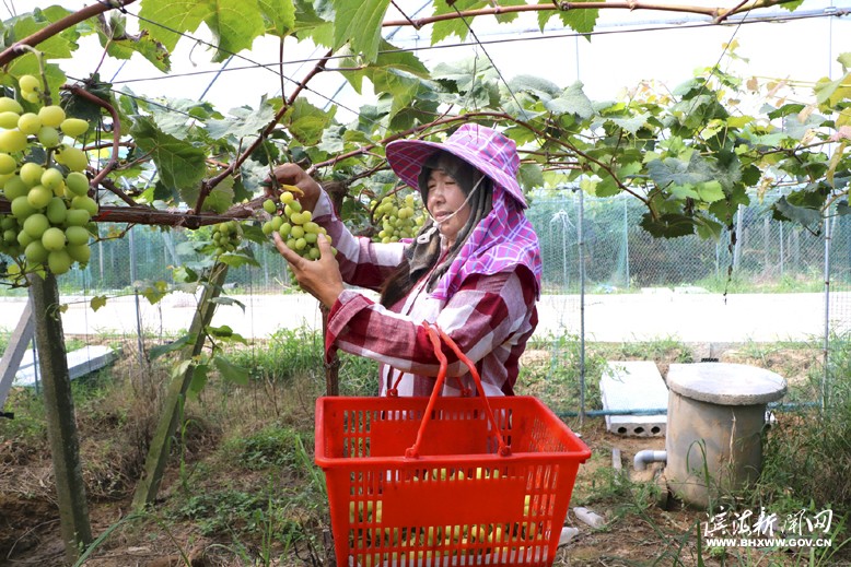 界牌鎮(zhèn)竹林水果采摘家庭農(nóng)場