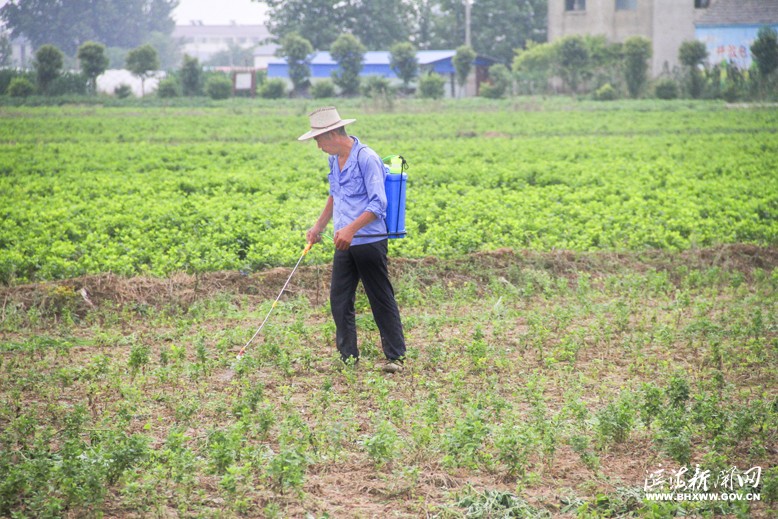 八灘鎮(zhèn)界山村瓜蔞基地農民治理蟲害