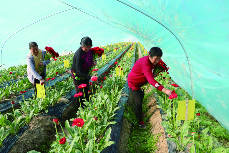 東坎街道三烈村非洲菊種植基地