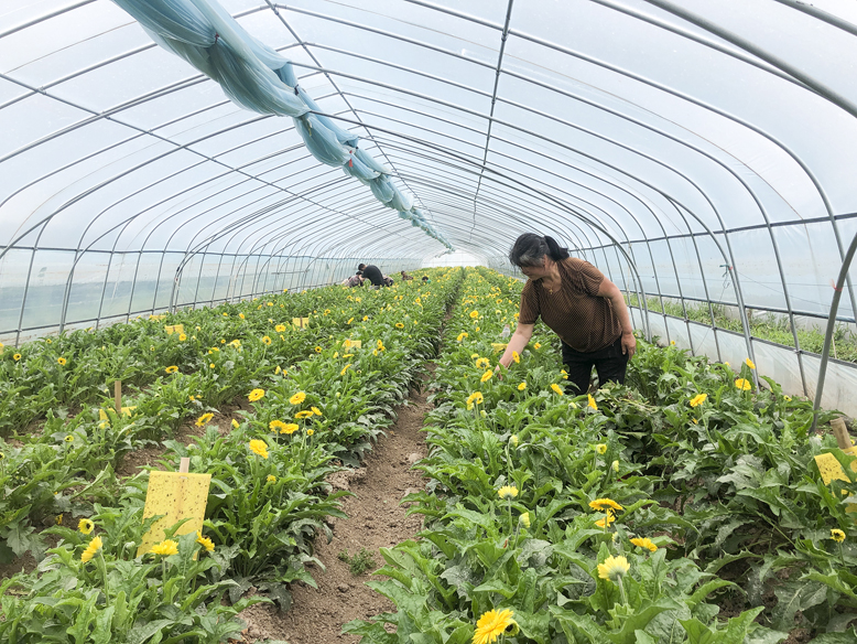 東坎街道三烈村非洲菊種植基地