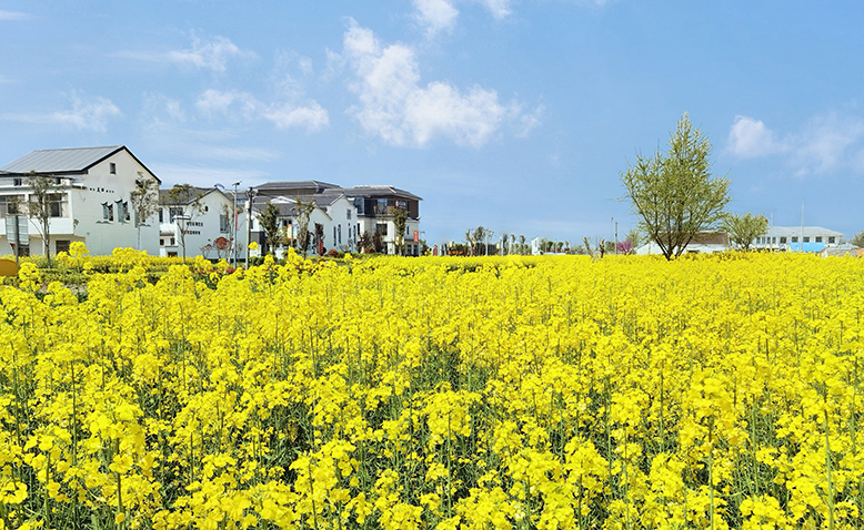 縣農(nóng)業(yè)園油菜花海一角