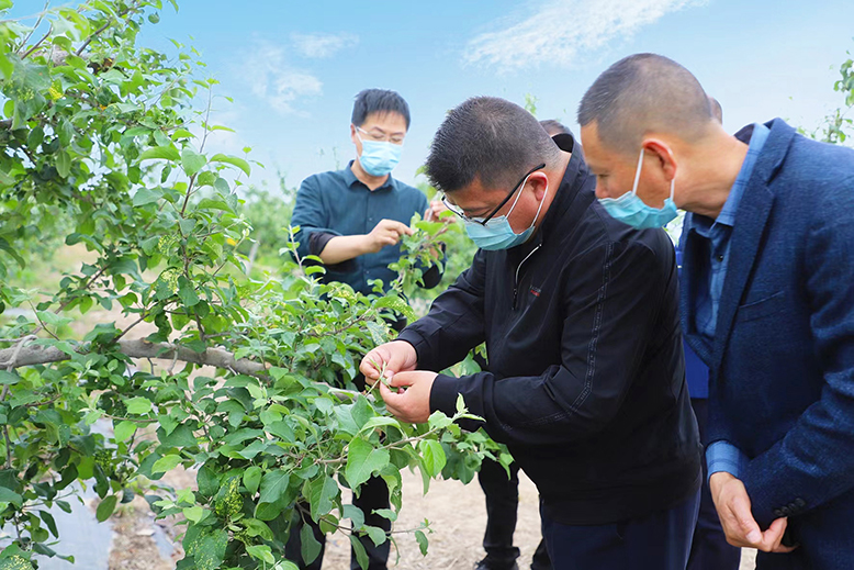 縣植物保護(hù)站技術(shù)人員向村民講解果樹綠色防控措施