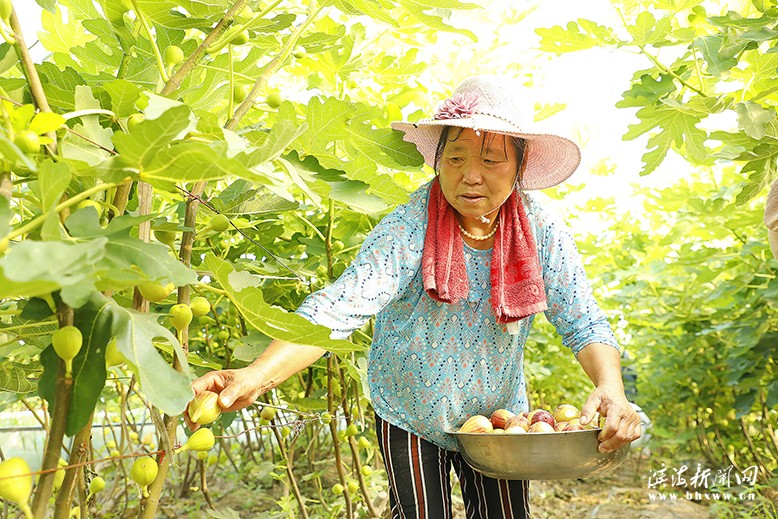 通榆鎮(zhèn)守根家庭農(nóng)場(chǎng)無花果迎來豐收季