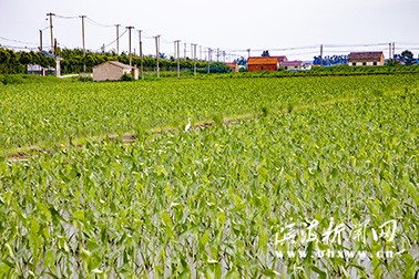 五汛鎮(zhèn)帶動村集體經(jīng)濟(jì)高質(zhì)量發(fā)展